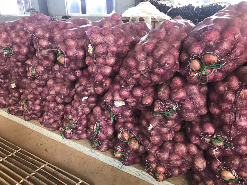 农产品批发市场中,紫皮洋葱堆满货架,交易繁忙,展示其良好的市场流通状态 紫皮洋葱市场交易场景