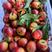 （价格低）油桃毛桃品种齐全产地直发对接市场电商