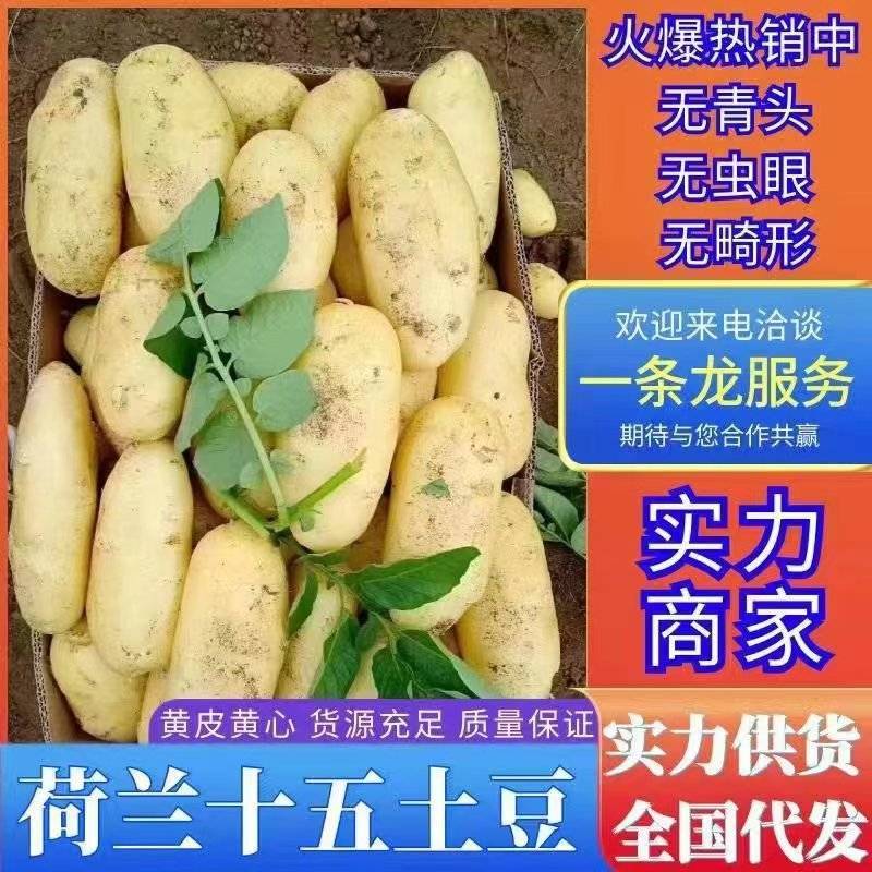 山东荷兰十五土豆大量上市产地批发货源充足保质保量全国发货