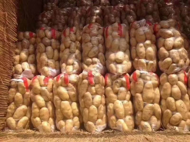 山东荷兰十五土豆大量上市产地批发货源充足保质保量全国发货
