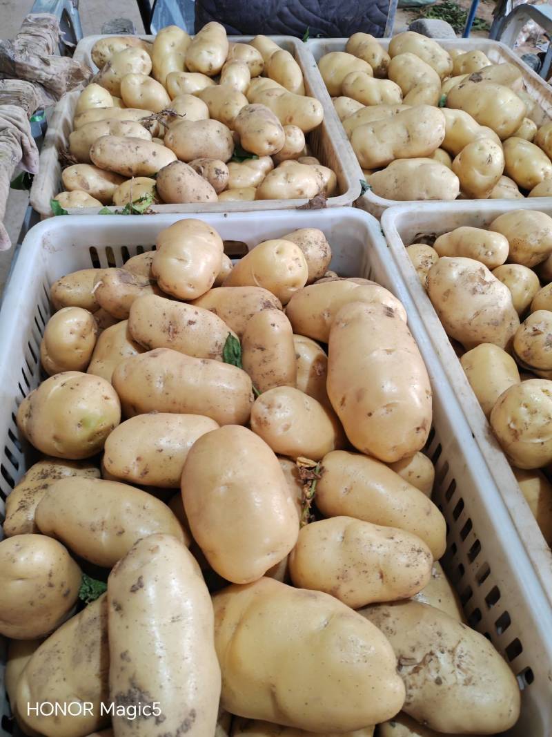 山东荷兰十五土豆大量上市产地批发货源充足保质保量全国发货