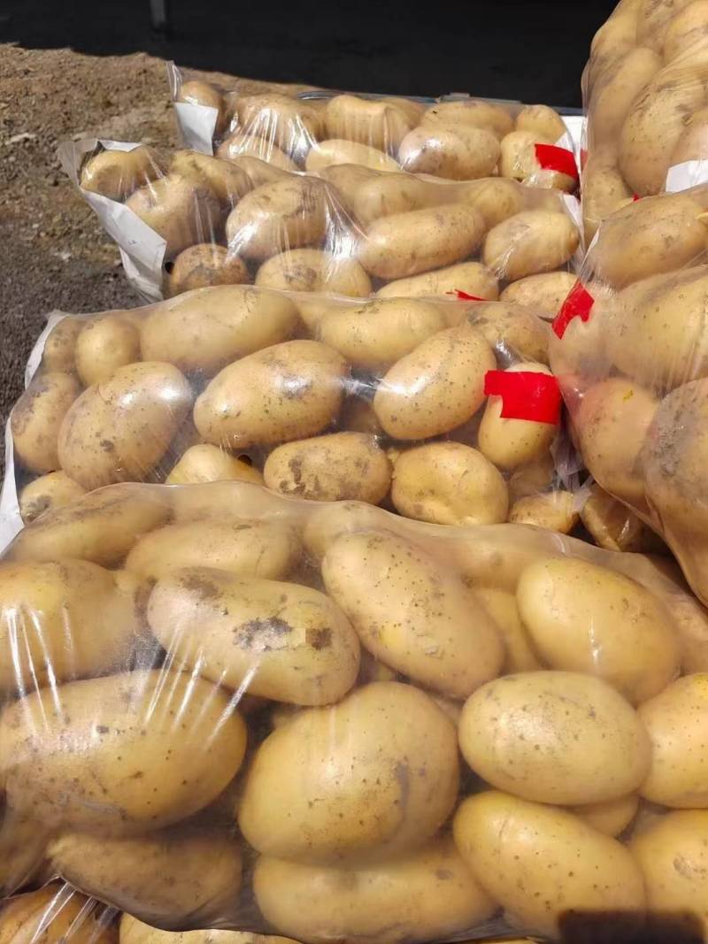 山东荷兰十五土豆大量上市产地批发货源充足保质保量全国发货