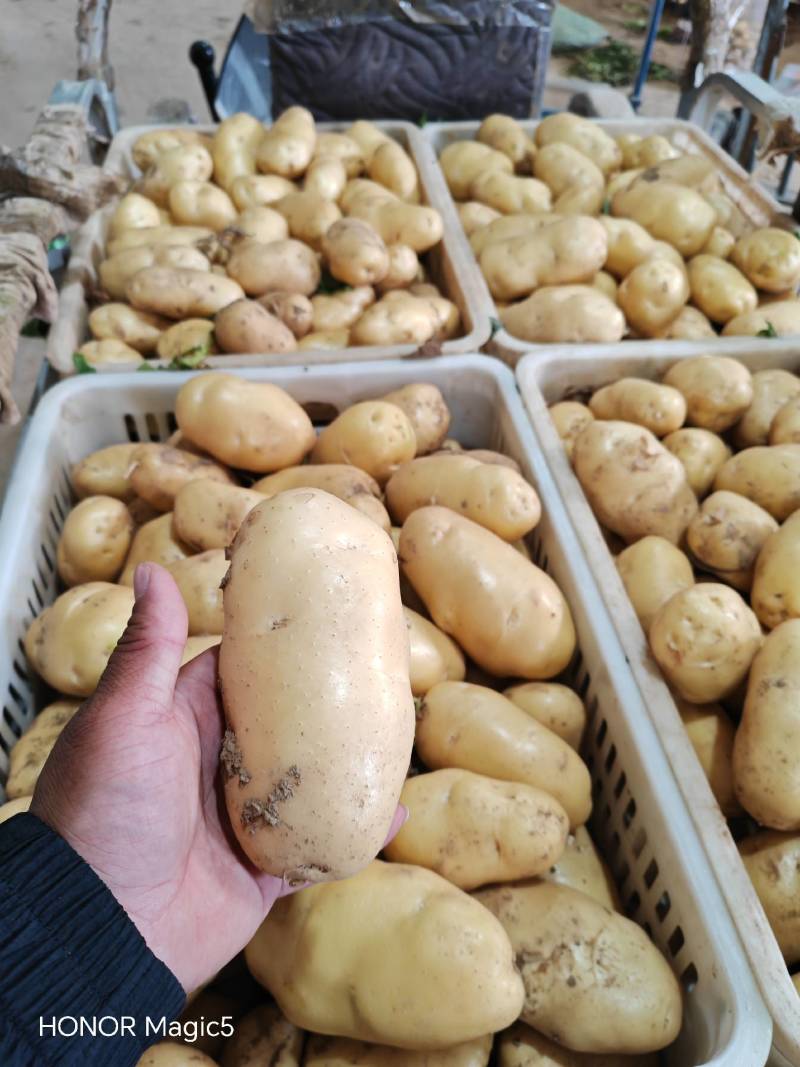 山东荷兰十五土豆大量上市产地批发货源充足保质保量全国发货