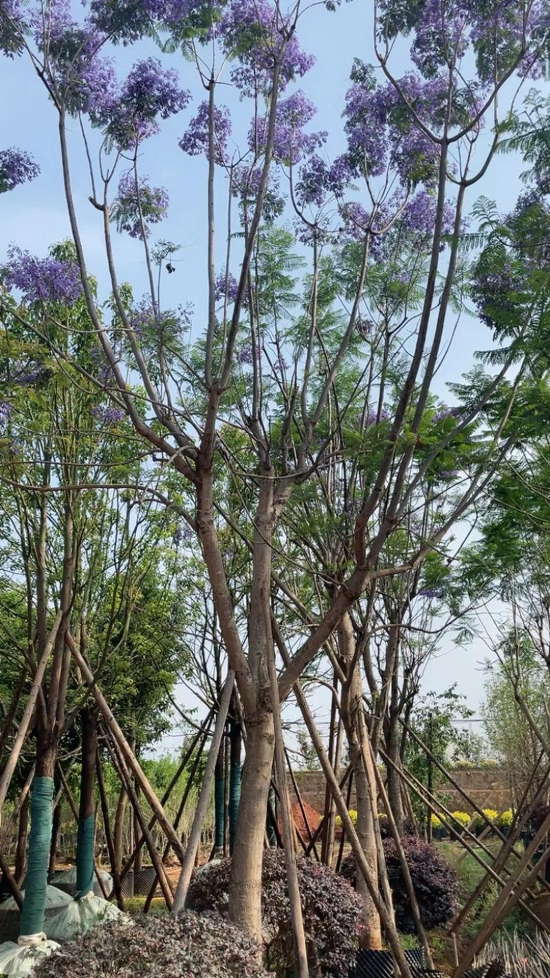 蓝花楹移栽熟苗，地苗，断根苗