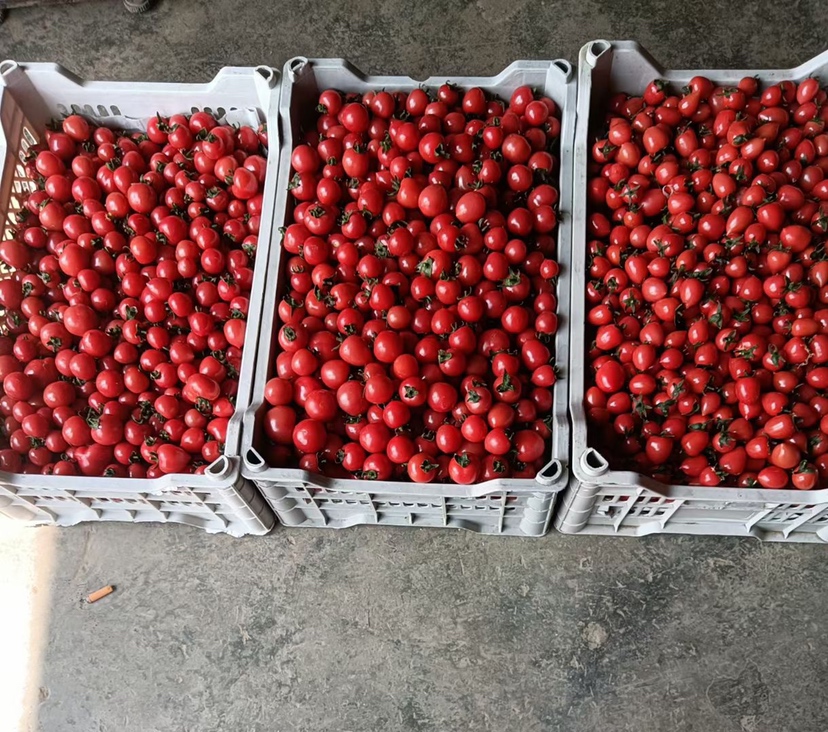 千禧圣女果在超市货架上展示