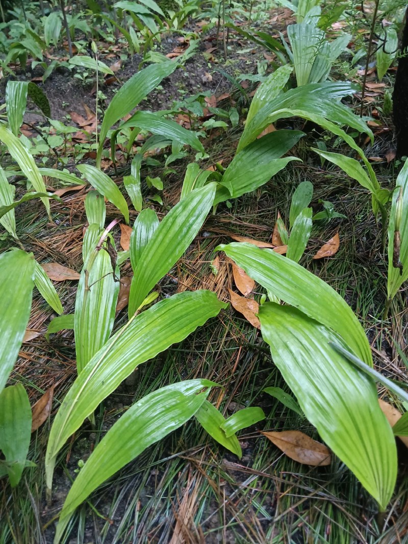 冰球子独蒜兰，品质保证，价格优惠，产地直发，量大从优
