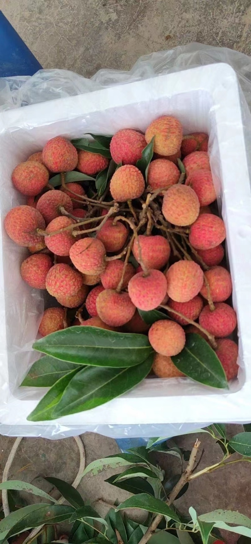 又红又好吃的荔枝，统一果场价格