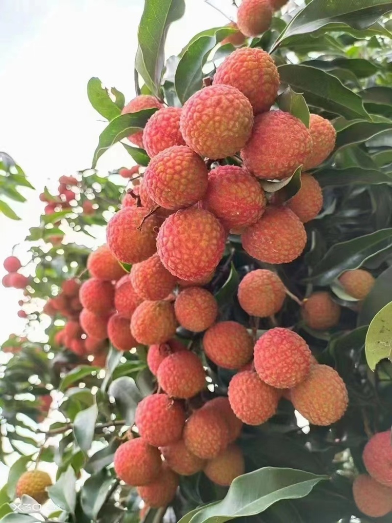 又红又好吃的荔枝，统一果场价格