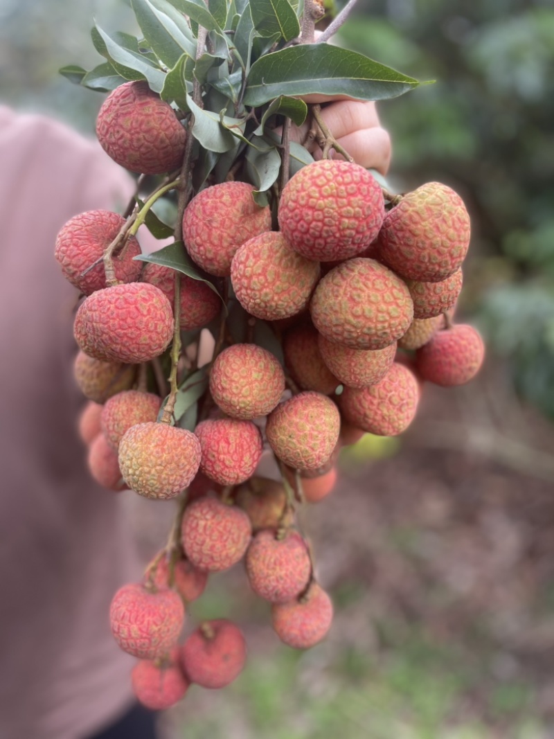 又红又好吃的荔枝，统一果场价格