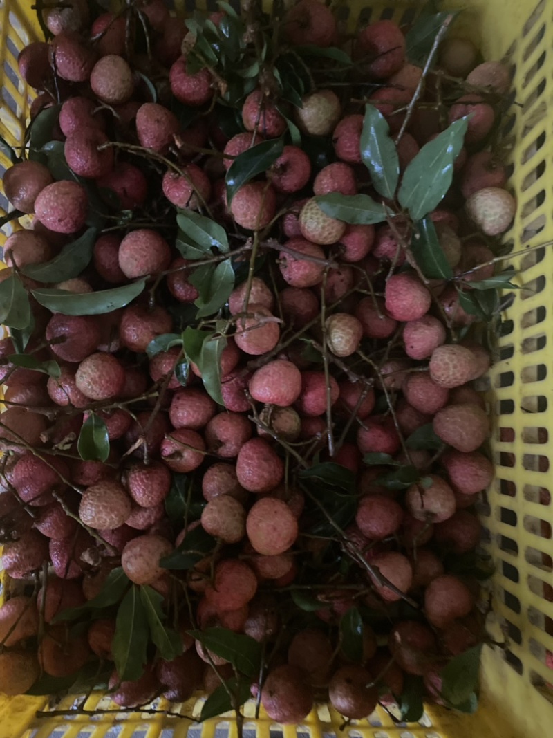 又红又好吃的荔枝，统一果场价格