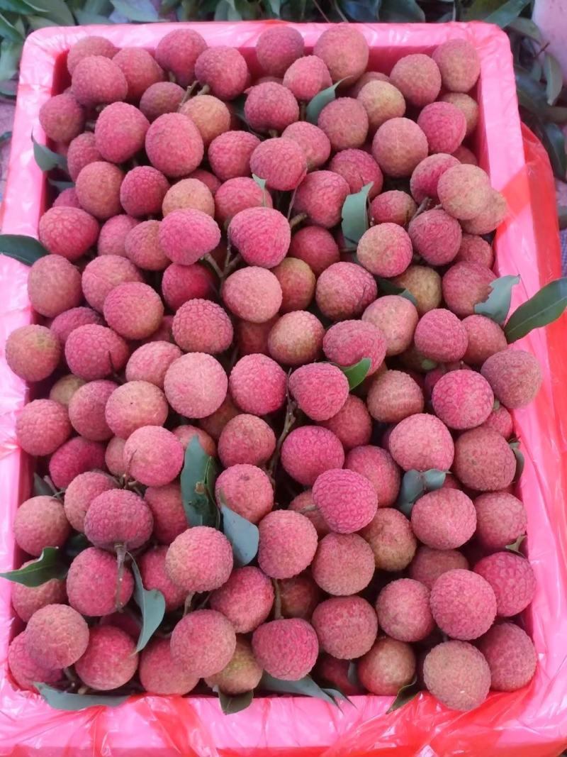 广东白糖罂，妃子笑黑叶白腊大量上市，肉厚核小，果园供货