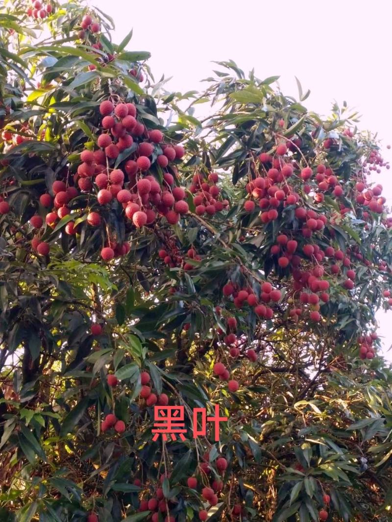 广东白糖罂，妃子笑黑叶白腊大量上市，肉厚核小，果园供货