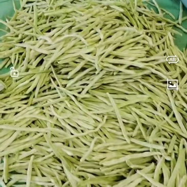 北镇蔬菜产地大量上市中