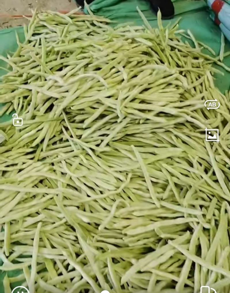 北镇蔬菜产地大量上市中