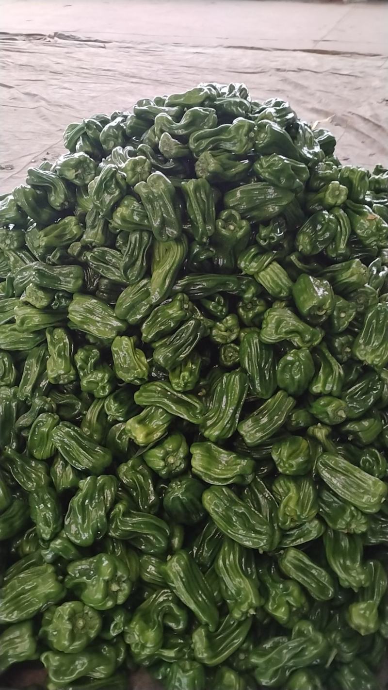 北镇蔬菜产地大量上市中