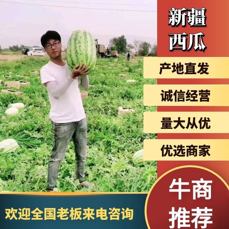 [安农二号批发]新疆昌吉昌吉市西瓜 0.20元/斤新疆西瓜 安农 _ 一亩田