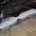 河北农业防雨大棚棉被水果大棚保温被鸡舍防水布工程养护棉