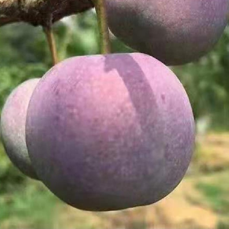 四川月脆，美味多汁，香甜可口，入口即化，不一样的风味