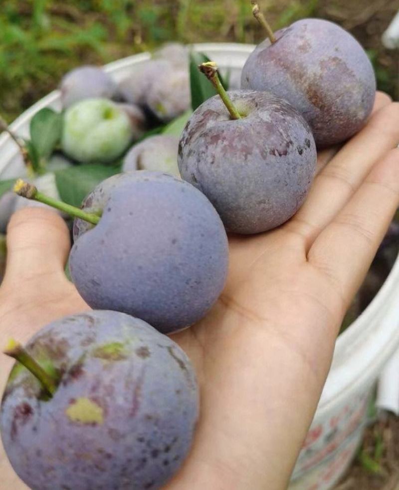 四川月脆，美味多汁，香甜可口，入口即化，不一样的风味