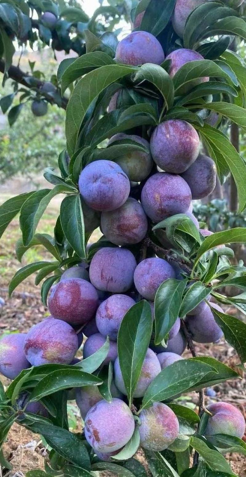 四川月脆，美味多汁，香甜可口，入口即化，不一样的风味