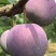 四川月脆，美味多汁，香甜可口，入口即化，不一样的风味