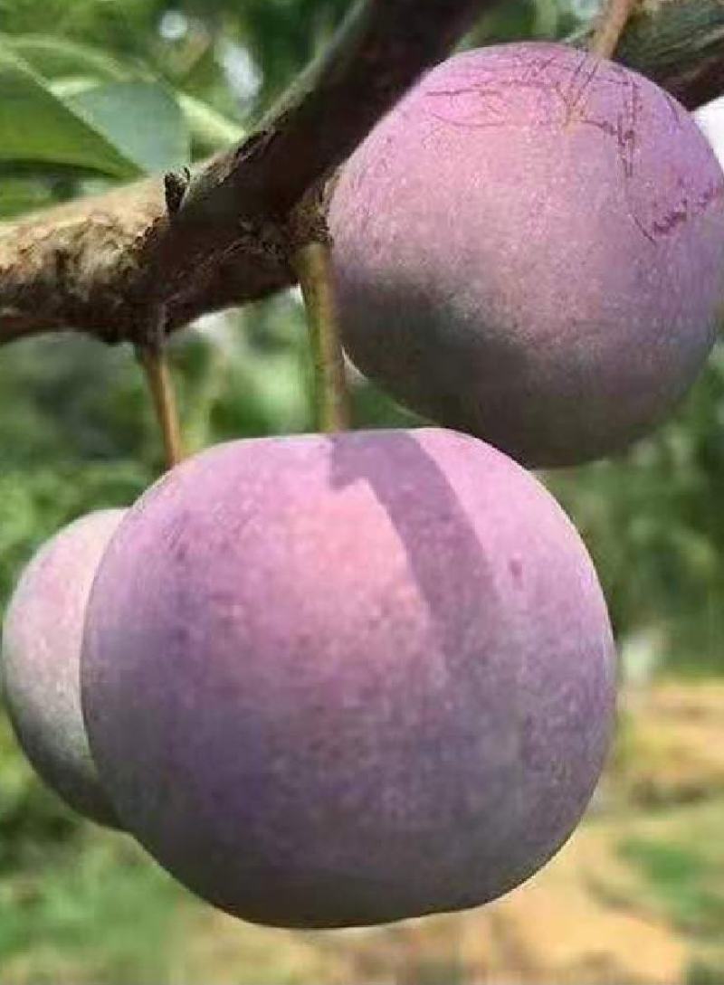 四川月脆，美味多汁，香甜可口，入口即化，不一样的风味