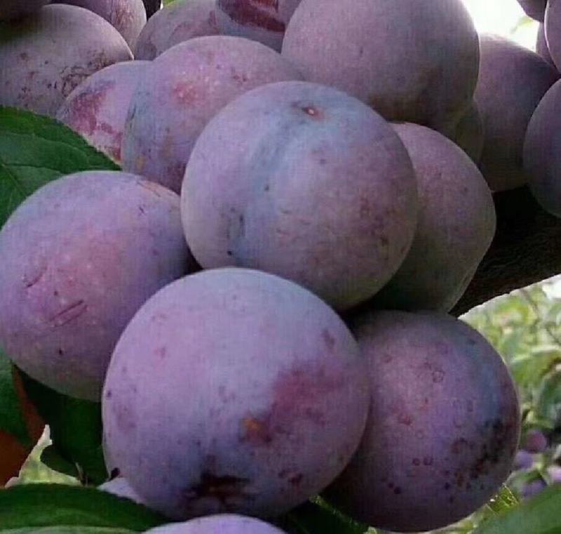 四川月脆，美味多汁，香甜可口，入口即化，不一样的风味