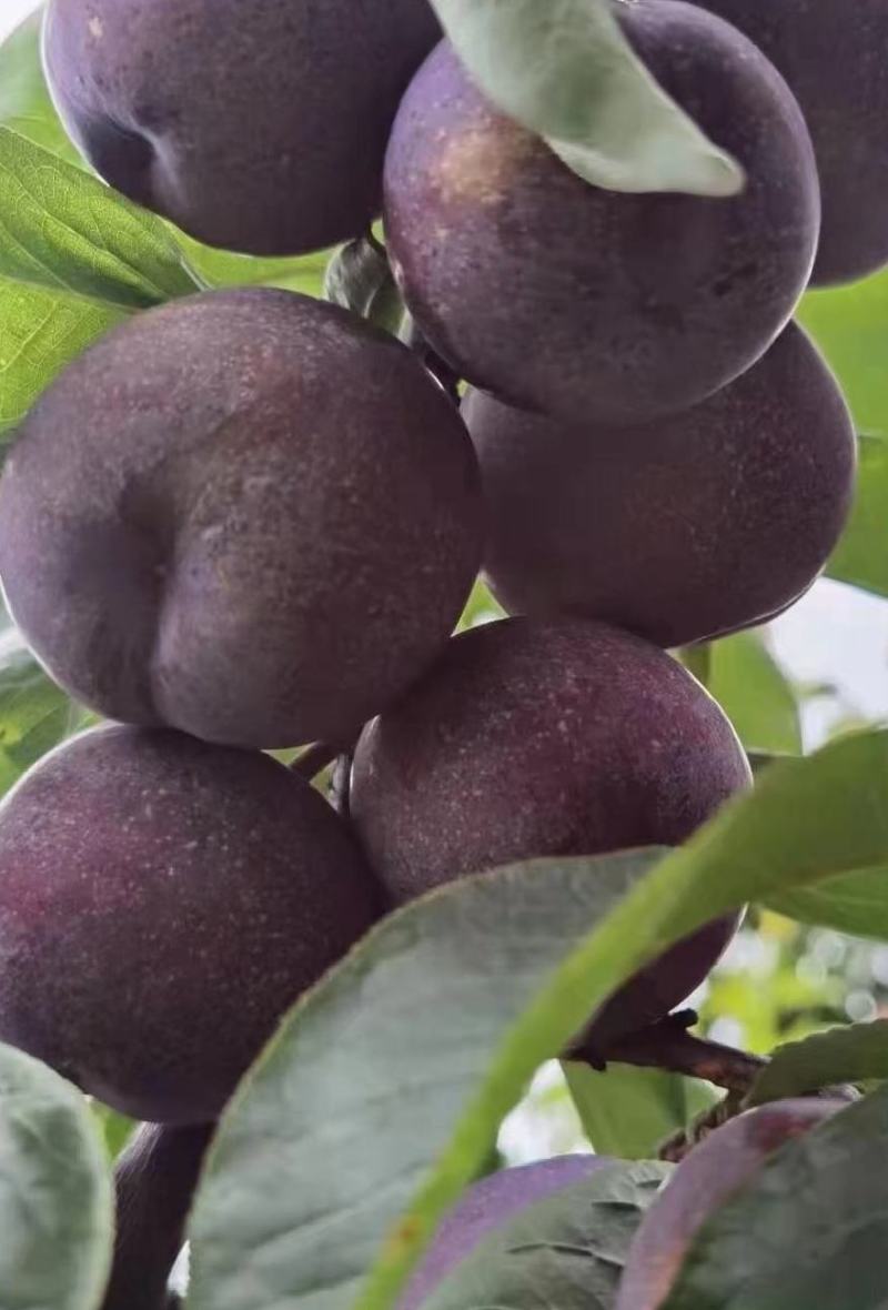 四川月脆，美味多汁，香甜可口，入口即化，不一样的风味
