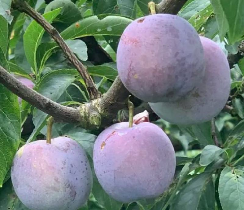 四川月脆，美味多汁，香甜可口，入口即化，不一样的风味