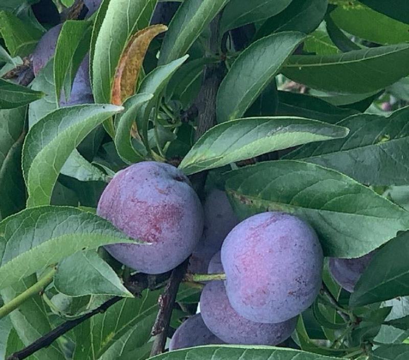 四川月脆，美味多汁，香甜可口，入口即化，不一样的风味