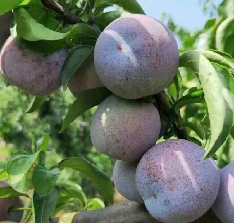 四川月脆，美味多汁，香甜可口，入口即化，不一样的风味