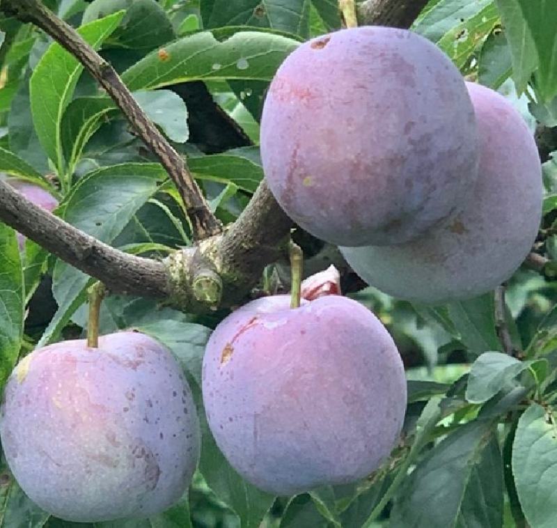 四川月脆，美味多汁，香甜可口，入口即化，不一样的风味