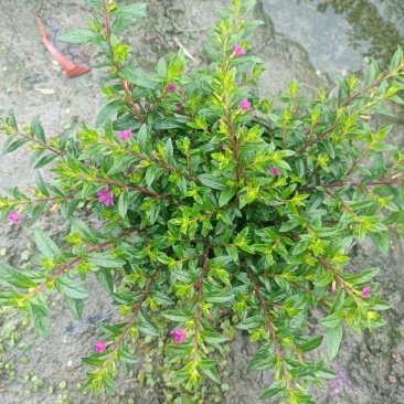 红花满天星双色杯16杯大小杯基地自产自销