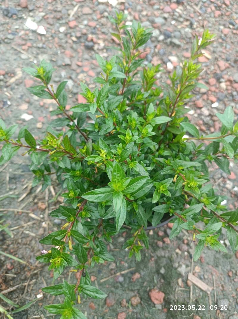 红花满天星双色杯16杯大小杯基地自产自销