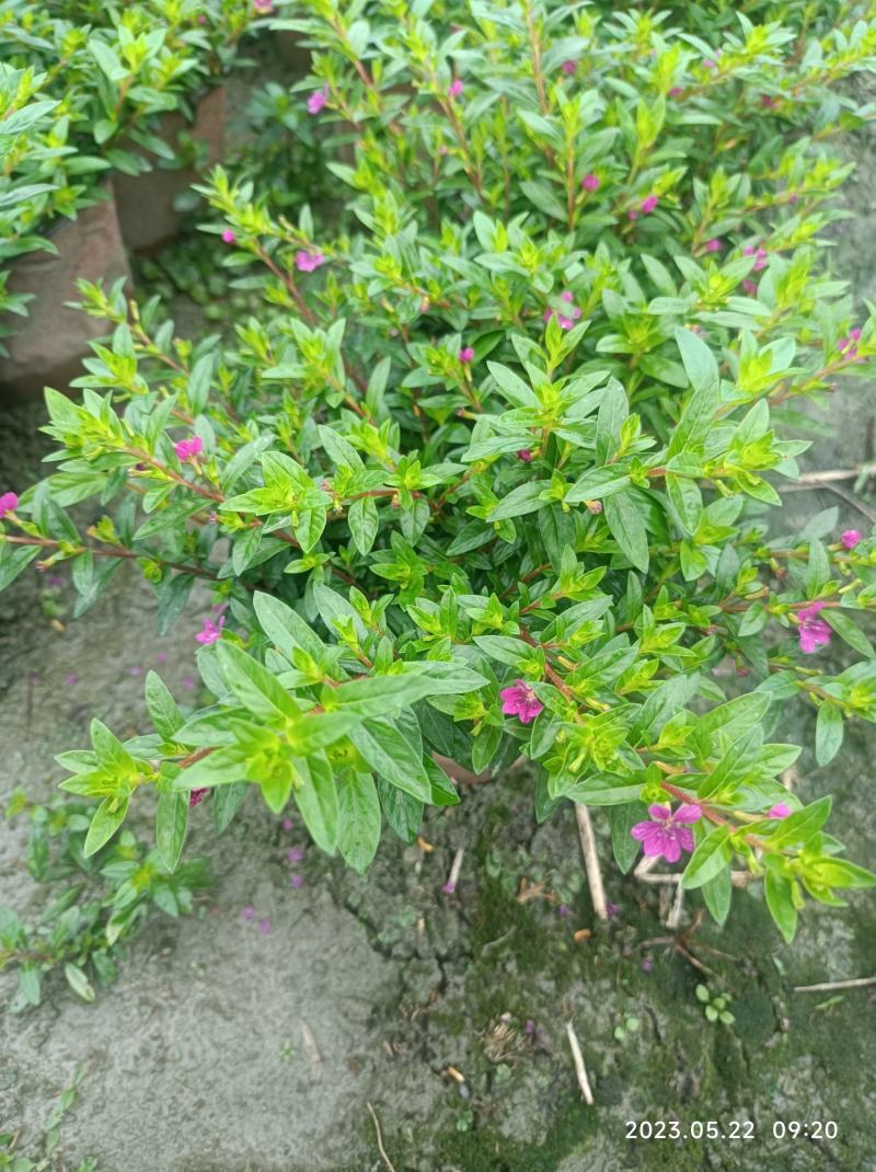 红花满天星双色杯16杯大小杯基地自产自销