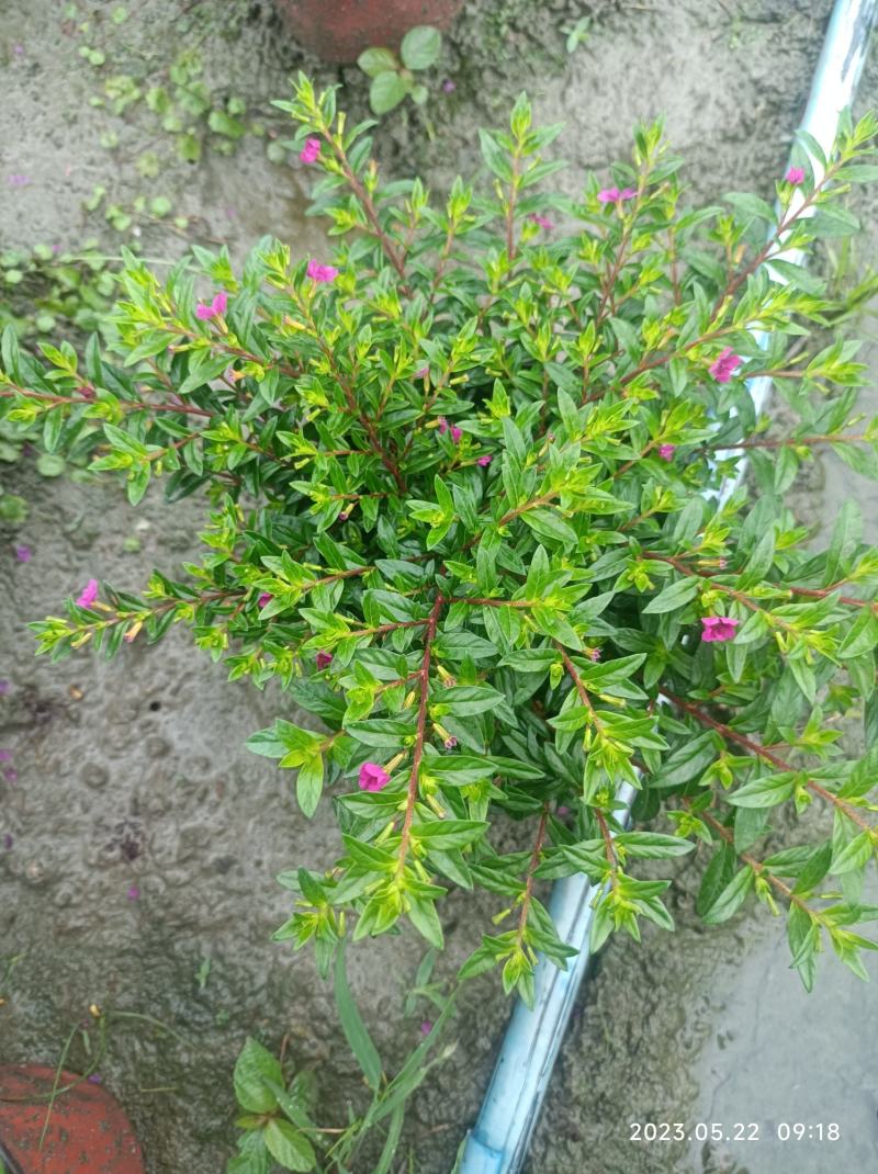 红花满天星双色杯16杯大小杯基地自产自销