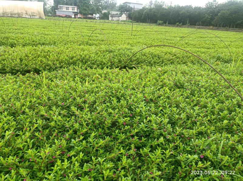 红花满天星双色杯16杯大小杯基地自产自销