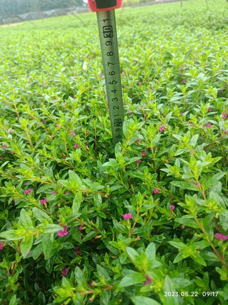 红花满天星双色杯16杯大小杯基地自产自销
