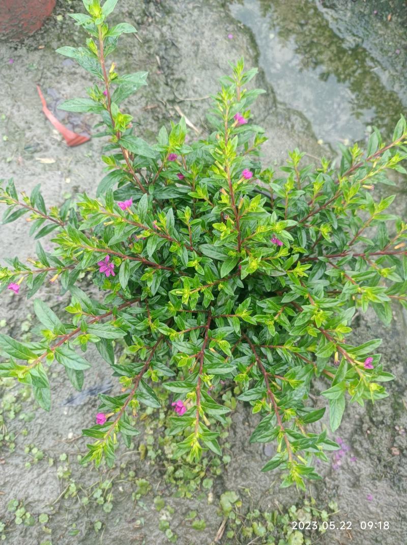 红花满天星双色杯16杯大小杯基地自产自销
