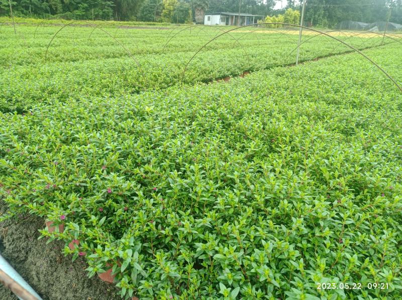 红花满天星双色杯16杯大小杯基地自产自销