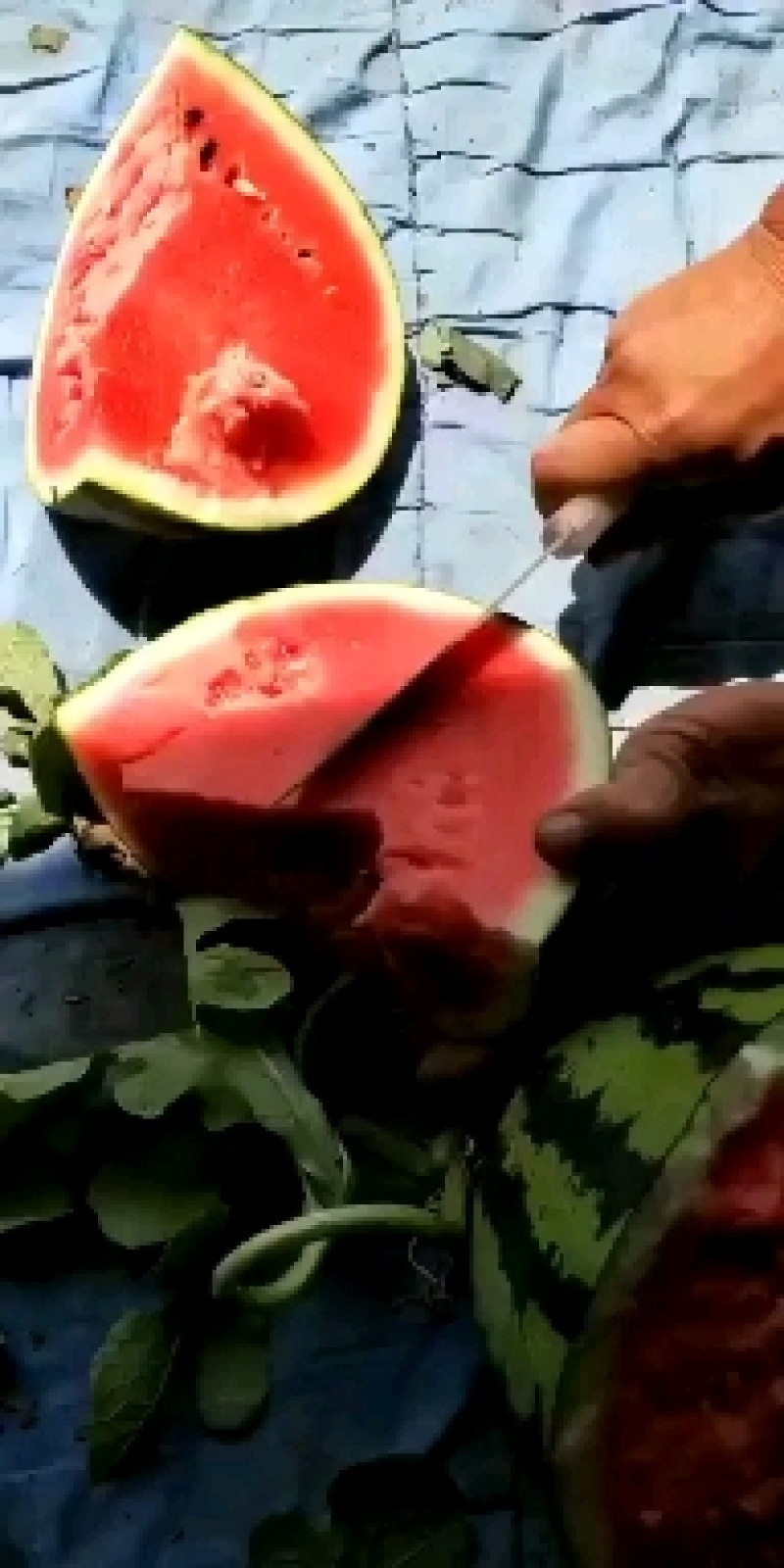 山东省淄博市高青县万亩拱棚西瓜
