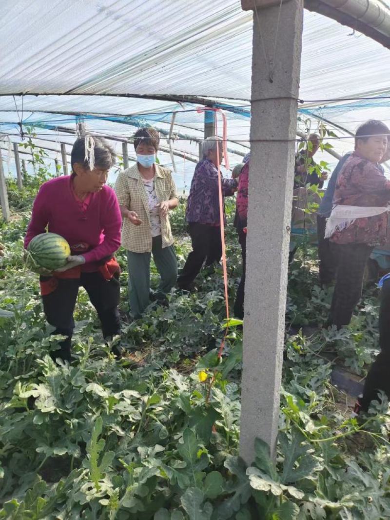 山东省淄博市高青县万亩拱棚西瓜