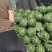 山东省淄博市高青县万亩拱棚西瓜