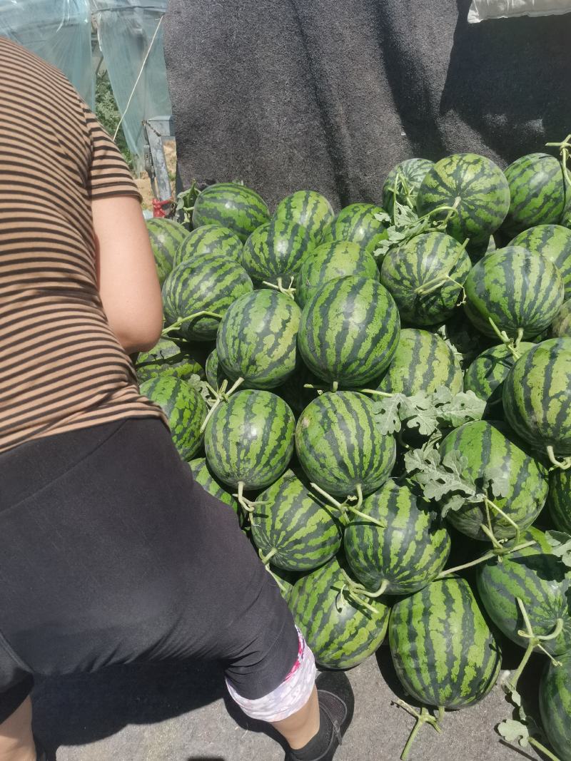 山东省淄博市高青县万亩拱棚西瓜