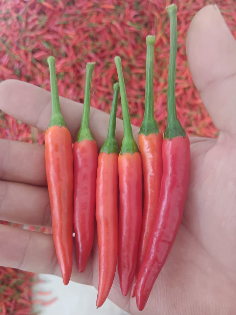 产地基地好货大量供应电商工厂货都有