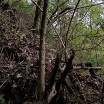 新鲜野生穿破石根柘木根后现去采挖