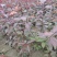 密枝红叶李，40-80高红叶李，杯苗红叶李，红叶李基地