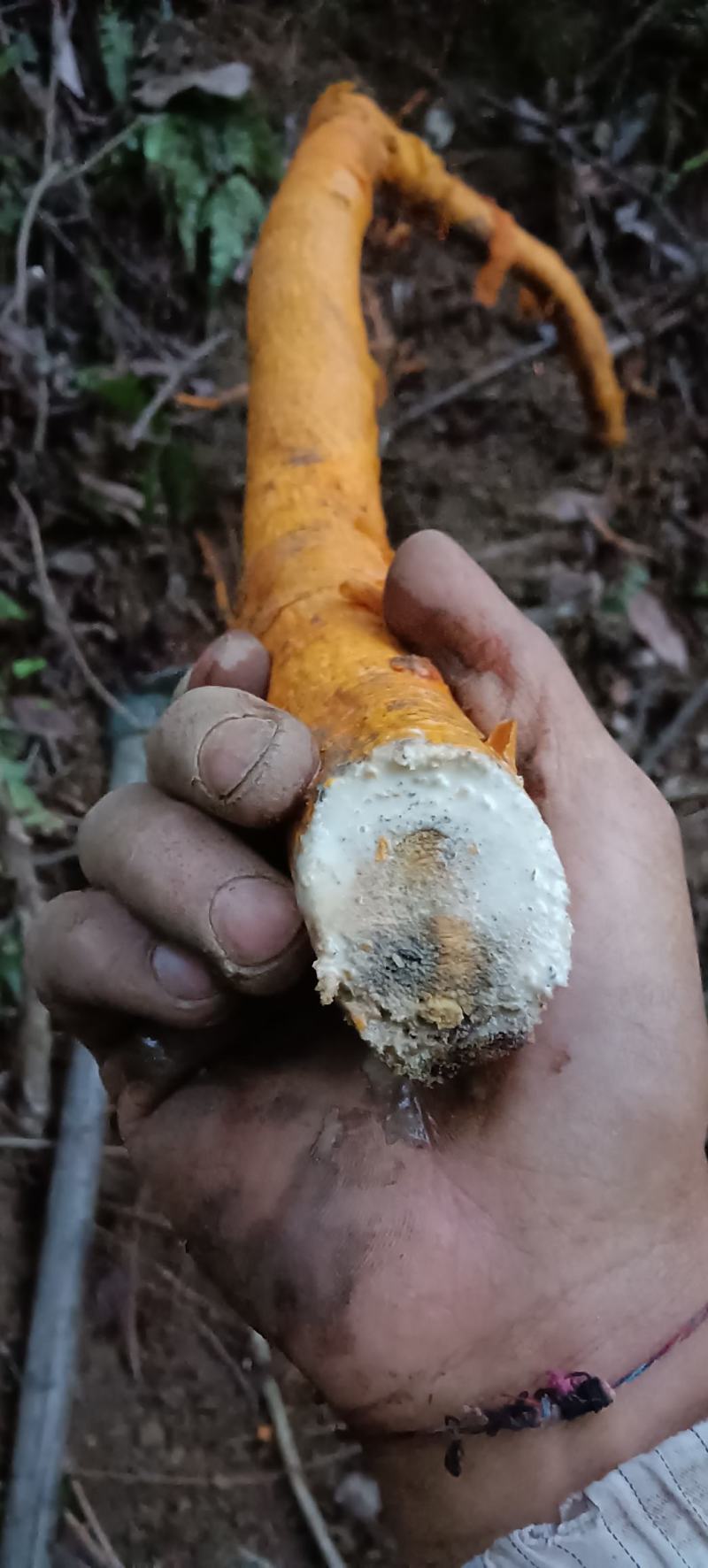 新鲜野生穿破石根柘木根下单后现去采挖