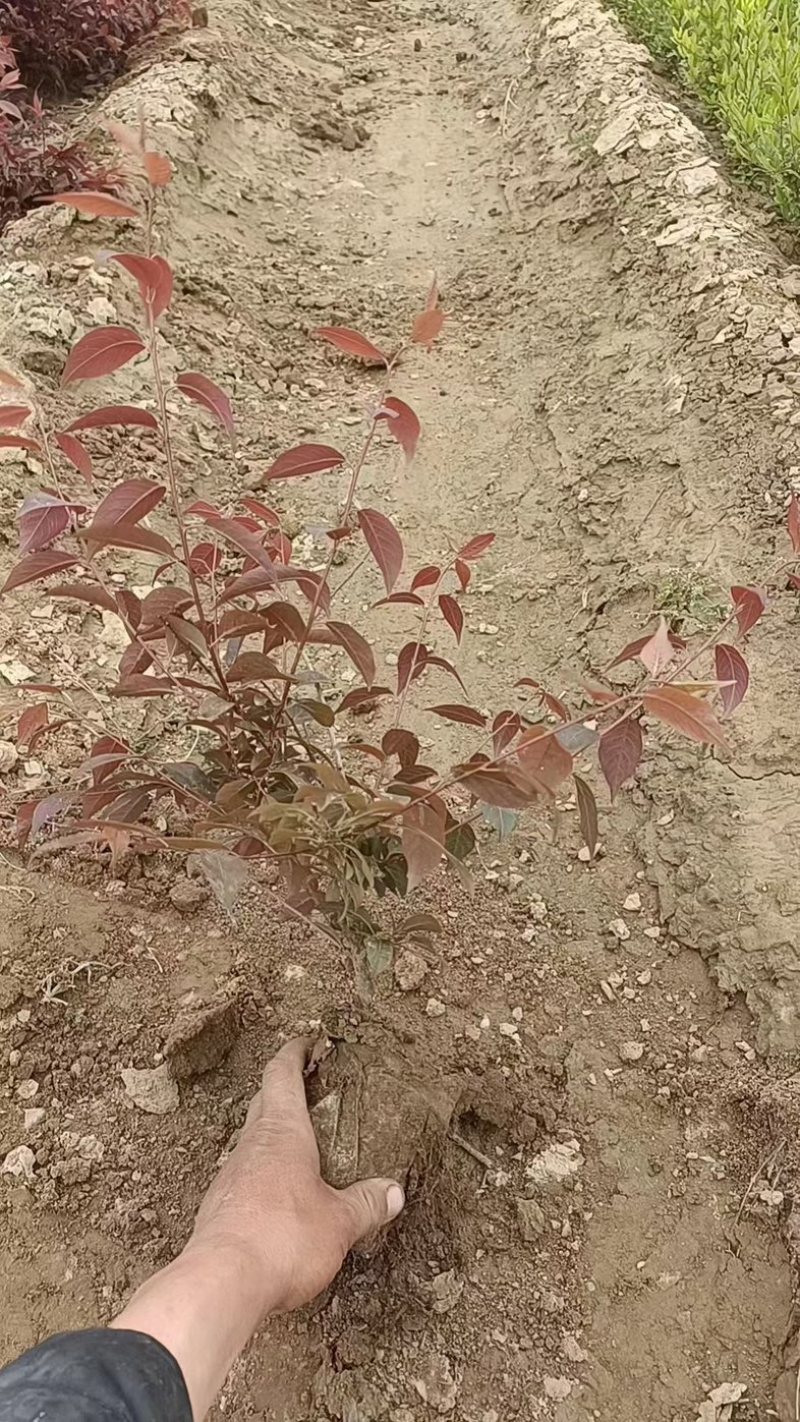 密枝红叶李，40-80高红叶李，杯苗红叶李，红叶李基地