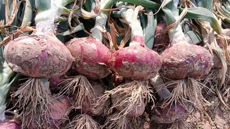 紫皮洋葱特写：整颗带根须的新鲜元葱紫皮，外层紫红色干皮光亮有韧性，部分剥开露出淡紫与乳白相间的脆嫩鳞片，表面附着细微水珠，背景为木质砧板与粗陶碗